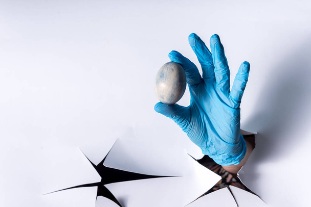 Female hand from a hole in a paper wall, in blue medical gloves holds a blue chicken egg - 写真・画像