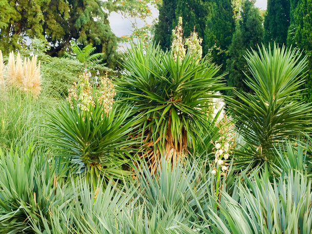 Dickicht von Yuccapflanzen mit Blüten und unreifen Früchten gegen die anderen Pflanzen im botanischen Garten - Foto, Bild