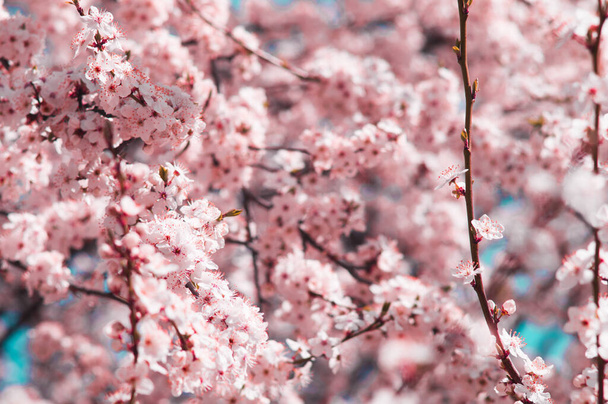 Beyaz ve pembe yapraklı kiraz eriği çiçekleri. Bulanık pembe arka planda sakura gibi çiçekler. 22 Nisan 'daki Dünya Günü için yeni bir yaşam fotoğrafı. - Fotoğraf, Görsel