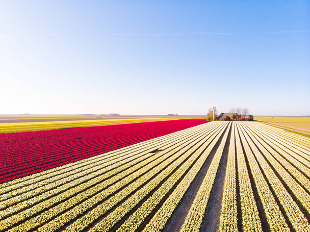 У Нідерландах над мальовничим полем тюльпанів літають повітряні дрони. Вид на цибулинні сільськогосподарські поля з квітами. Лети над голландським ландшафтом багатокольорові поля тюльпанів весняні ландшафти. - Фото, зображення