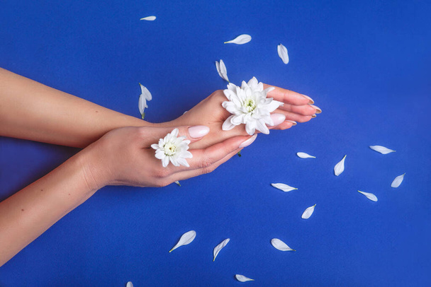 Female hands with natural nail design holding white chrysanthemum flowers on bright trendy blue background. - 写真・画像