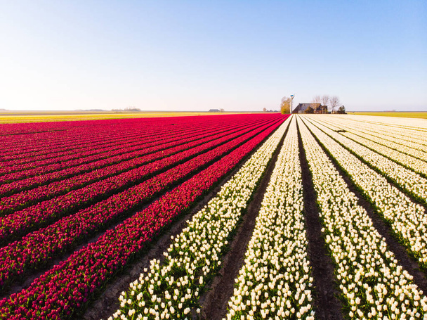 オランダの美しい色のチューリップ畑を飛行する空中ドローン。花と球根の農業分野のドローンビュー。オランダの多色チューリップ畑を飛び越える春の風景. - 写真・画像