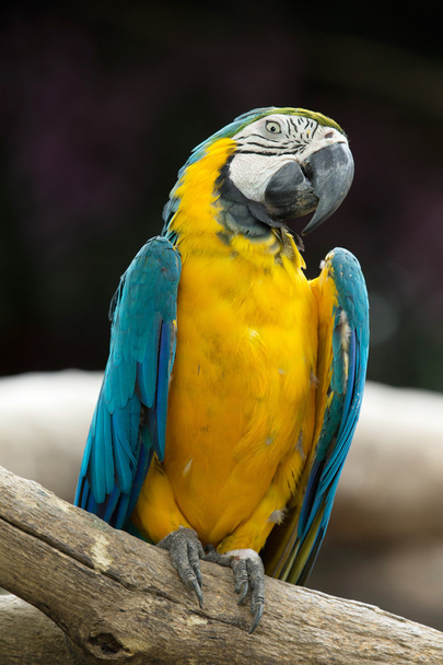 parrot bird - Фото, изображение