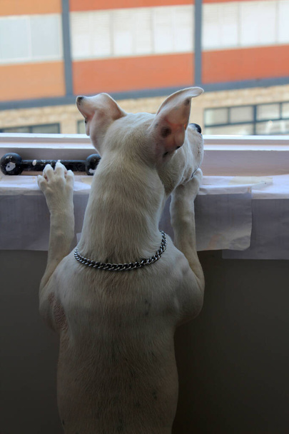 Mignon chien blanc regarde par la fenêtre. Photo de quarantaine. Drôle de visage de chien souriant. Pet close up photo. Mignon ami à fourrure
. - Photo, image