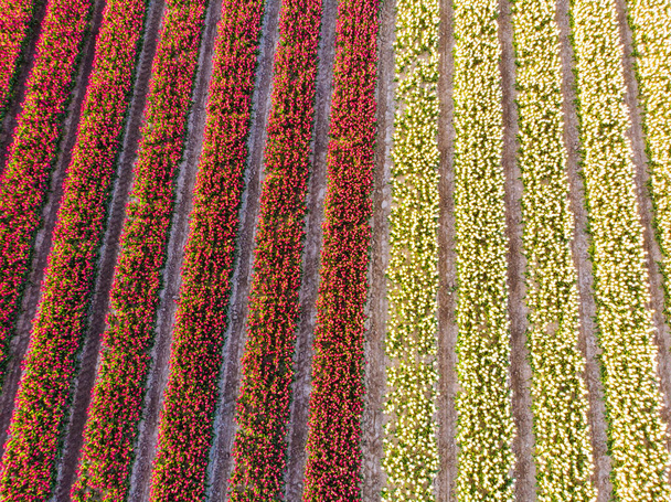 オランダの美しい色のチューリップ畑を飛行する空中ドローン。花と球根の農業分野のドローンビュー。オランダの多色チューリップ畑を飛び越える春の風景. - 写真・画像