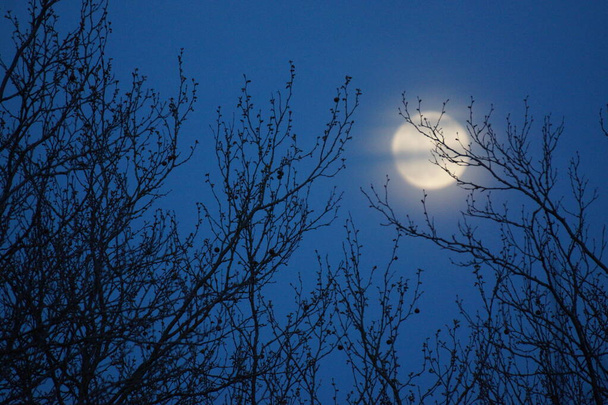 Supermoon rose pleine lune 8 avril 2020 en France. Elle se produit lorsque la pleine lune est à son point le plus proche de la Terre sur son orbite mensuelle. Pleine lune. Une énorme lune
. - Photo, image