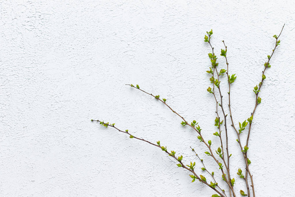 Sprig with young leaves on a light background. Twig with place for text. Naturalness and organics. - Valokuva, kuva