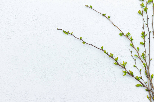 Sprig with young leaves on a light background. Twig with place for text. Naturalness and organics. - Photo, image
