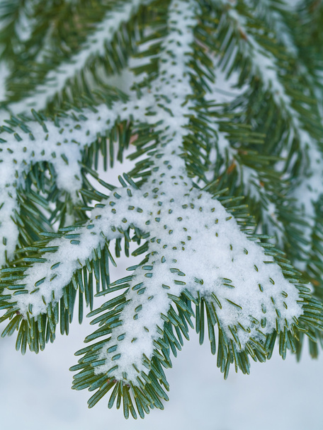 Ramas de pino cubiertas de nieve de cerca - Foto, Imagen