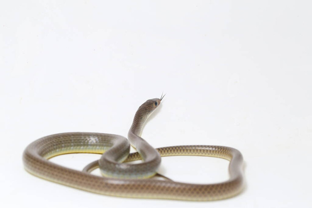 Ptyas korros, commonly known as the Chinese ratsnake or Indo-Chinese rat snake, is a species of colubrid snake endemic to Southeast Asia isolated on white background - Photo, Image