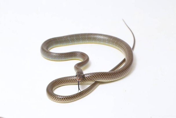 Ptyas korros, közismert nevén a kínai patkánykígyó vagy indo-kínai patkánykígyó, egy faj kolubid kígyó endémiás Délkelet-Ázsiában elszigetelt fehér alapon - Fotó, kép