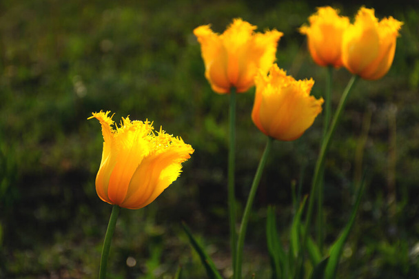 Yellow tulips in selective focus, spring flowers in soft evening light. Beautiful first spring flower on a natural blurred background - Photo, Image