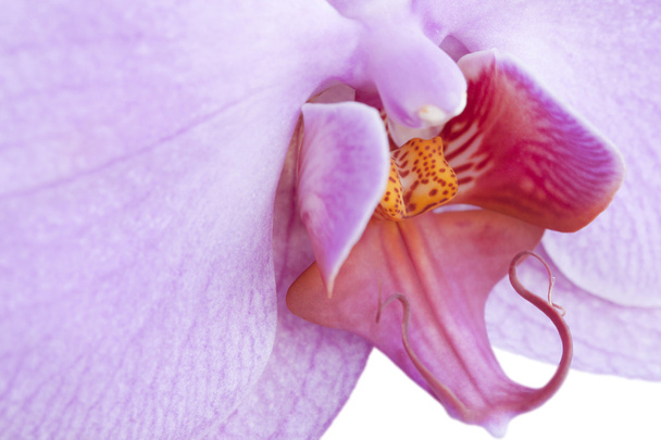 Orchid - Foto, afbeelding