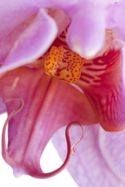 Orchid - Foto, immagini