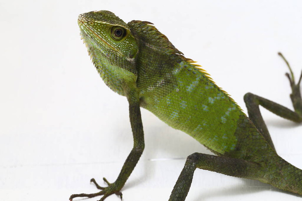 Bronchocela jubata, commonly known as the maned forest lizard, is a species of agamid lizard found mainly in Indonesia isolated on white background - Photo, Image