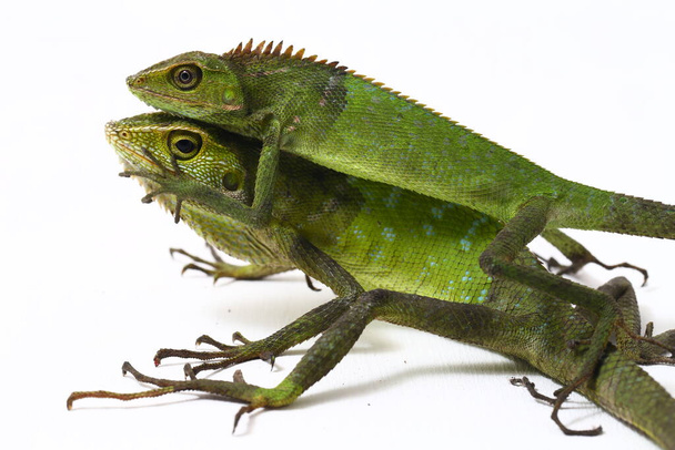 Bronchocela jubata é uma espécie de lagarto pertencente à família Asteraceae.
 - Foto, Imagem