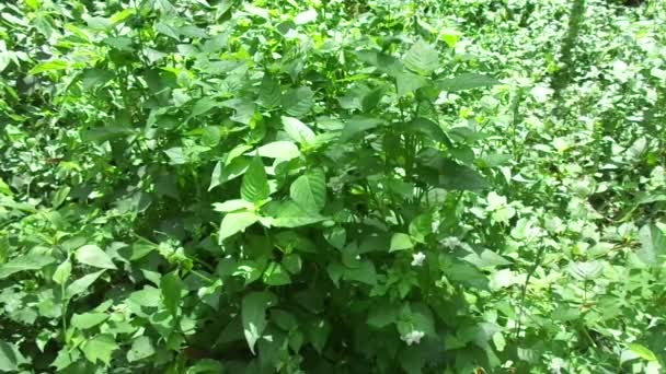 Asystasia gangetica (kínai ibolya, koromandel, csúszó foxkesztyű, Asystasia gangetica micrantha) természetes háttérrel. A leveleket zöldségként fogyasztják és gyógynövényként használják.. - Felvétel, videó