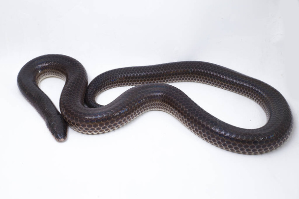 Xenopeltis unicolor. Nombres comunes: sunbeam snake is a non-venomous sunbeam snake species found in Southeast Asia and some regions of Indonesia. aislado sobre fondo blanco
 - Foto, imagen