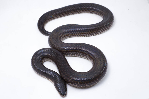 Xenopeltis unicolor. Nomi comuni: sunbeam snake is a non-velomous sunbeam snake species found in Southeast Asia and some regions of Indonesia. isolato su sfondo bianco
 - Foto, immagini