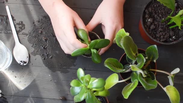 girl is transplanting plants mini succulent in a peat pot on the table, household plants and many peat pots, scattered soil. Concept of home garden and care for plants . Succulent transplant process.  - Séquence, vidéo