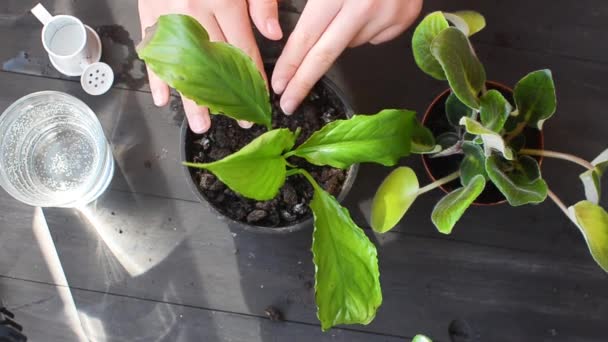 girl is transplanting plants mini succulent in a peat pot on the table, household plants and many peat pots, scattered soil. Concept of home garden and care for plants . Succulent transplant process.  - Video