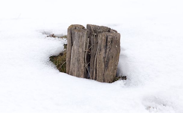 old tree stump in snow in winter . - Фото, изображение