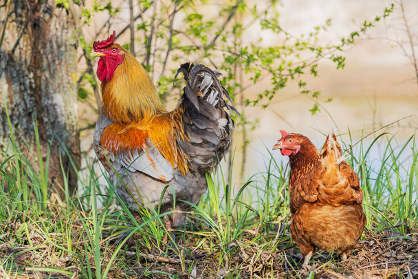 schöne farbige Hühner an einem Frühlingsmorgen - Foto, Bild