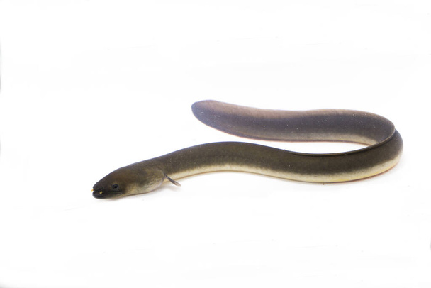 Close Up of Shortfin eel ,Anguilla bicolor isolated on white background - Photo, Image