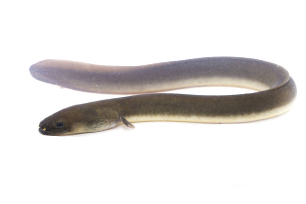 Primer plano de la anguila Shortfin, Anguila bicolor aislada sobre fondo blanco
 - Foto, Imagen