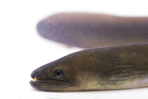 Primer plano de la anguila Shortfin, Anguila bicolor aislada sobre fondo blanco
 - Foto, imagen