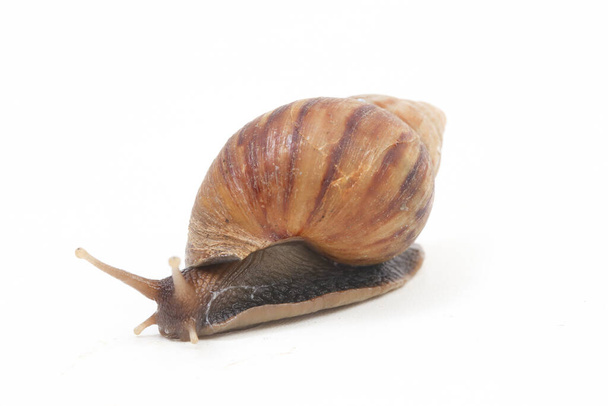 Giant African land snail (Achatina fulica) isolated on a white background - Foto, immagini