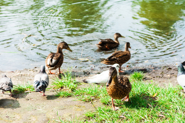 Flock of ducks on a lake in a park, protection environment background, ecology concept - Foto, imagen