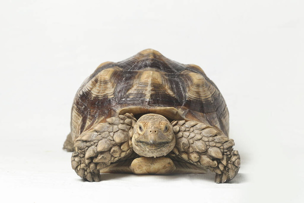 Afrika Mahmuzlu Kaplumbağası, Afrika Mahmuz Bacak Kaplumbağası olarak da bilinir. - Fotoğraf, Görsel