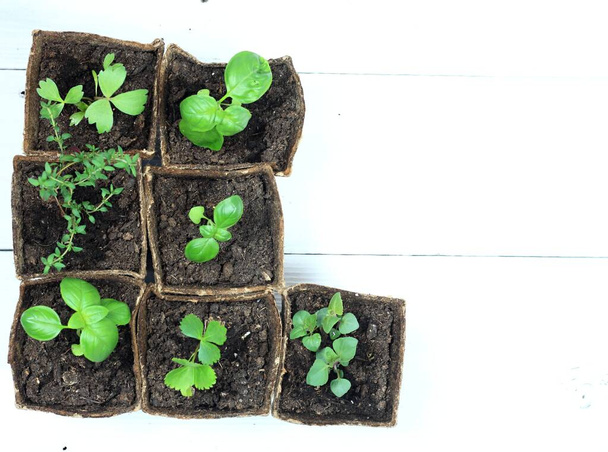 Young herb seedlings in pots, top view. Small thyme, basil, bee balm and dong quai in biodegradable pots on white wooden table.   - Photo, Image