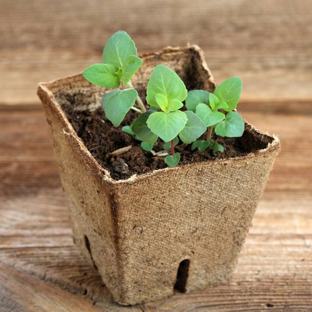 Jonge bijenbalsem zaailing in een pot. Kleine plant van Monarda didyma, bergamot, in biologisch afbreekbare pot op bruine houten tafel.   - Foto, afbeelding