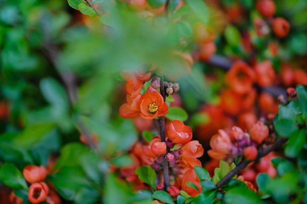 日本のお花。春に花茎を出します。春に赤花を咲かせます。緑色の背景に赤花を咲かせます. - 写真・画像