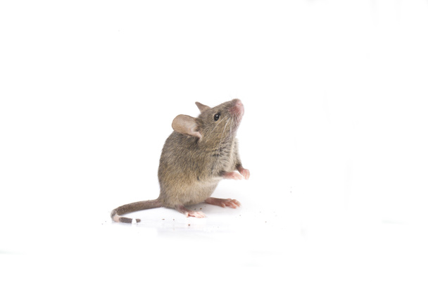 Harmaa yhteinen talo hiiri eristetty valkoisella taustalla
 - Valokuva, kuva