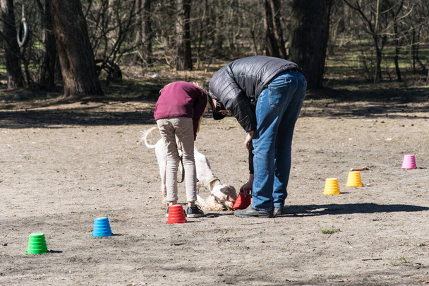 Kiev, Ukraine - April 04, 2018: Dog training in the city park. - Photo, image