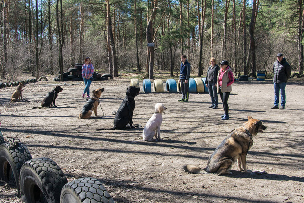 Kiev, Ukraine - April 04, 2018: Dog training. A group of people training their dogs in obedience. - Photo, image