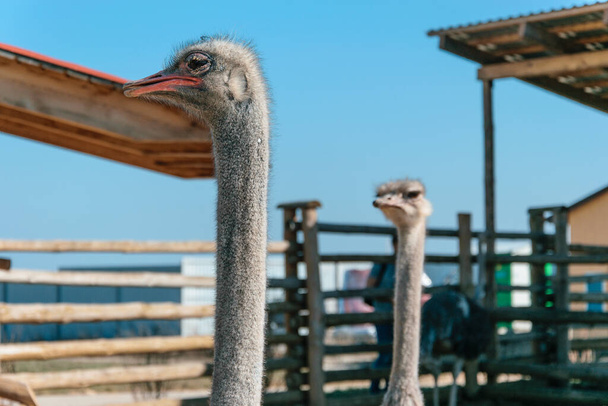 Head of an ostrich in a zoo. Breeding starasov concept. - Photo, Image