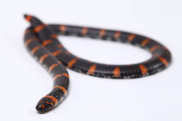 Vörös farkú pipa kígyó (Tudományos név Cylindrophis ruffus) izolátum fehér alapon - Fotó, kép