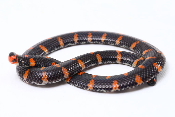 Vörös farkú pipa kígyó (Tudományos név Cylindrophis ruffus) izolátum fehér alapon - Fotó, kép