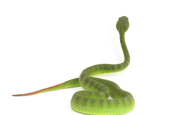 Закрыть белые губы Зелёная Яма змея (trimeresurus albolabris) изолированы на белом фоне
 - Фото, изображение