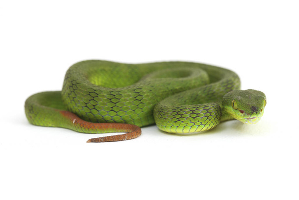 Закрыть белые губы Зелёная Яма змея (trimeresurus albolabris) изолированы на белом фоне
 - Фото, изображение