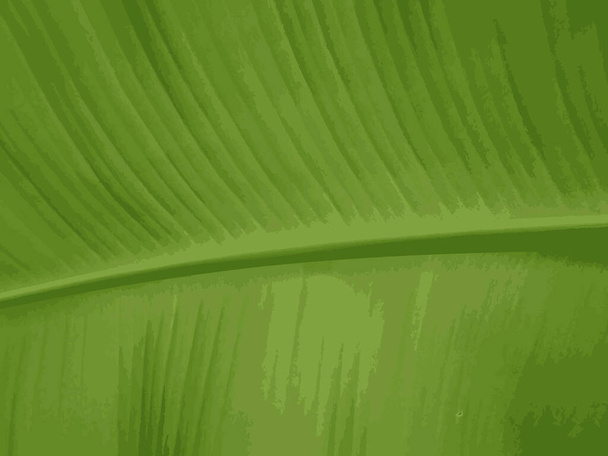 Vektor der abstrakten grünen Farbe Bananenblatt Hintergrund. - Vektor, Bild
