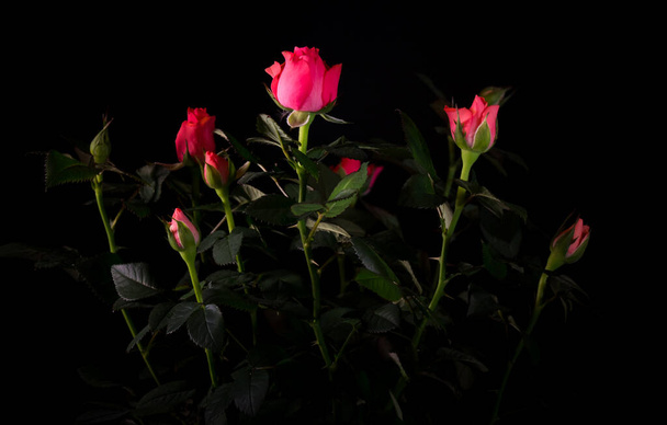 bouquet of beautiful rose close-up on a black background - Foto, Imagem
