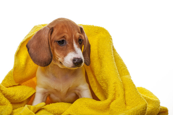image of dog towel white background  - Photo, image