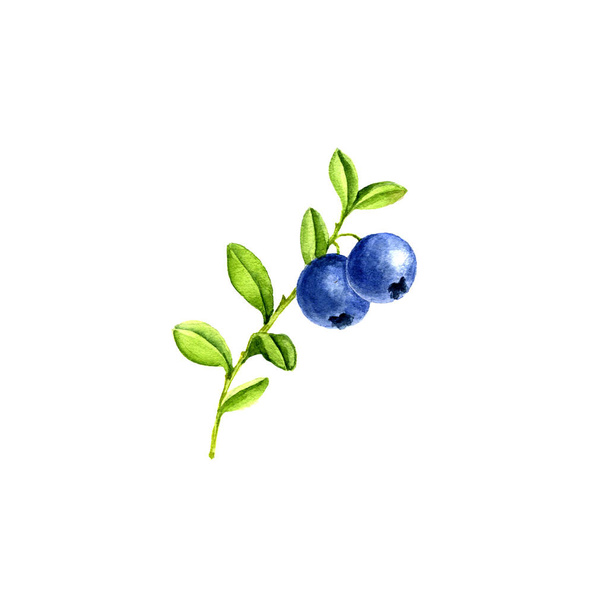 watercolor berries of blueberry - Fotografie, Obrázek