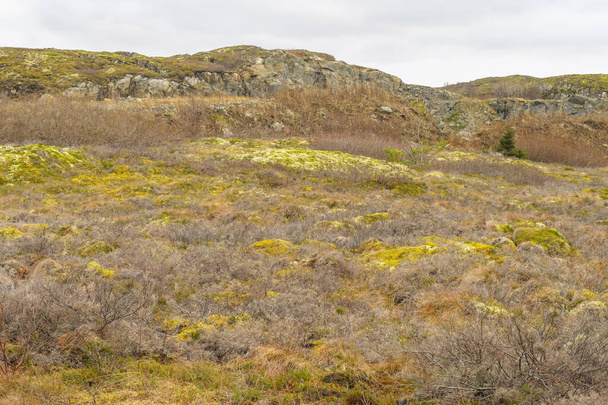 Тундра в осенних цветах, Флатангер, Норвегия
 - Фото, изображение