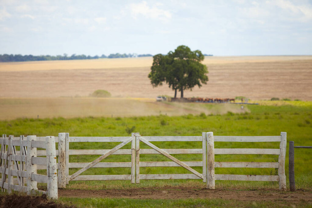 open field corral with some oxen under the tree, Mato Grosso do Sul, Brazil - Photo, Image